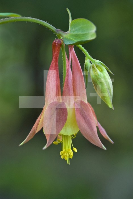 Blossom and flower bud of wild Columbine (Aquilegia canadensis)