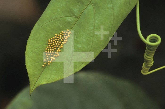 Doris Longwing Butterfly eggs on a Passion Vine leaf (Laparus doris, also known as Heliconius doris), native to northwestern South America and north to southern Mexico, La Selva Reserve, Amazon Basin, Rio Napo drainage, Ecuador