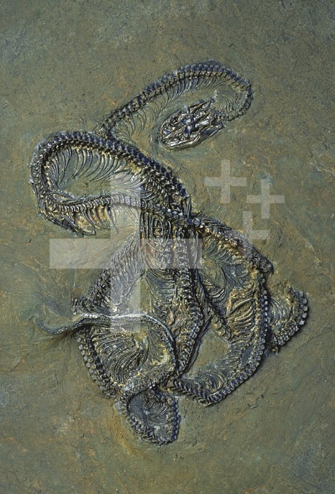 Venomous Snake Fossil in oil shale, diameter 32cm, Eocene Epoch, 56 to 34 million years ago, Messel Pit, Germany.