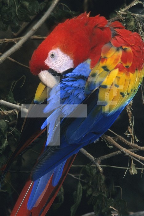 Scarlet Macaw preening (Ara macao), native to tropical and subtropical woodlands of northern South America, Central America, and southern Mexico.