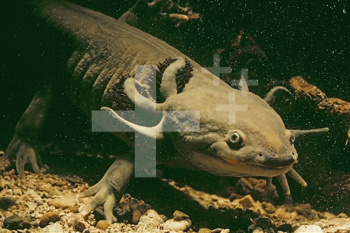 Neotenic Arizona Tiger Salamander with both external gills and legs at the onset of metamorphosis (Ambystoma tigrinum nebulosum) from a desert pond in Hidalgo County, New Mexico, USA.