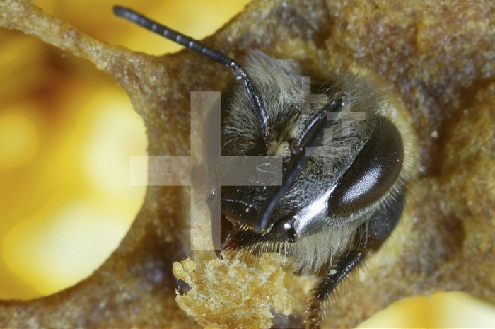 Using its powerful mandibles, this Honey Bee has just cut through the wax cap which protected its cell during its transformation from larva into nymph.