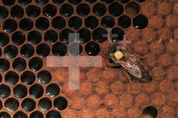 A queen Honey Bee marked with a yellow dot for identification.