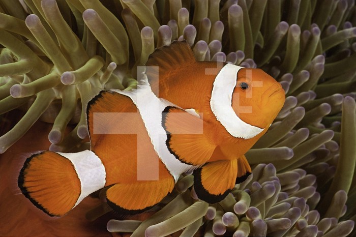 Clown Anemonefish in a Sea Anemone (Amphiprion ocellaris), Philippines.