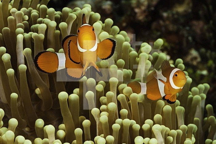 Clown Anemonefish in a Sea Anemone (Amphiprion ocellaris), Philippines.