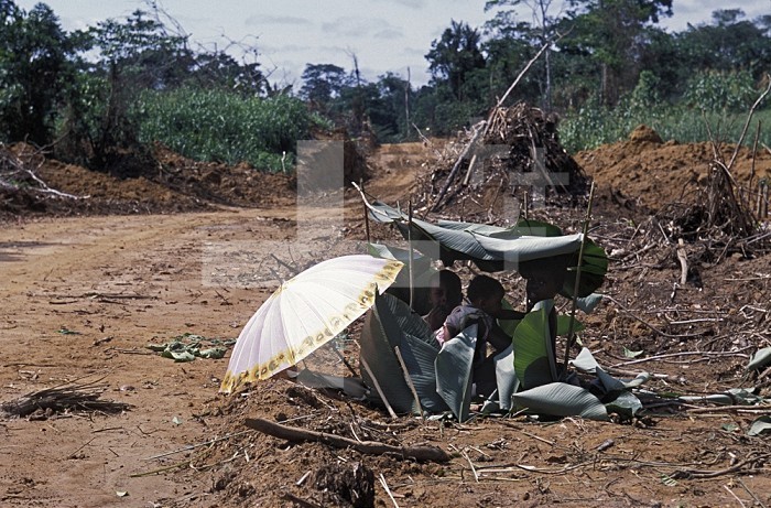 Children sitting under umbrella and leaf shade while adults are away cutting and processing tropical rainforest trees. The wide trails and roads made for forest exploitation damage the soil and many plants and allow easy access to the rainforest for poachers. Kayate, Oriental Province, Democratic Republic of Congo.