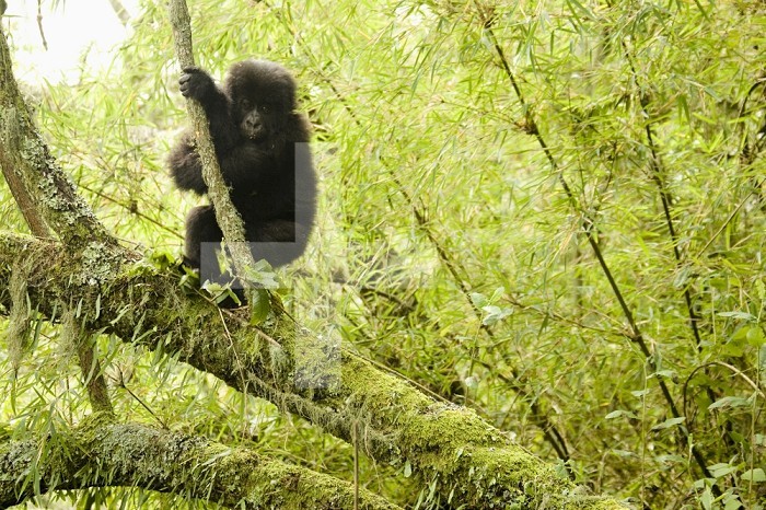 Young Mountain Gorilla (Gorilla beringei beringei) in vegetation of Volcanoes National Park, Rwanda.
