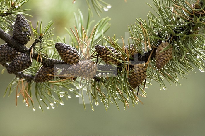 Lodgepole Pine needles and female cones (Pinus contorta).