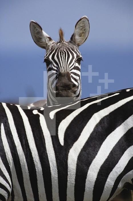 Burchell´s Zebra (Equus burchelli), Masai Mara Game Reserve, Kenya, Africa.