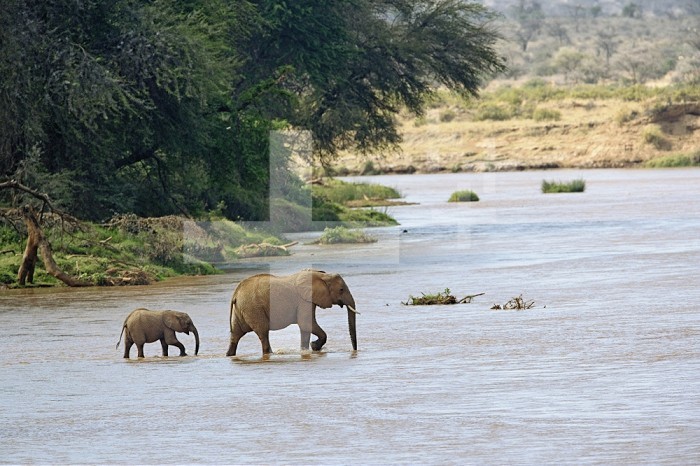 Female African Bush Elephant (Loxodonta africana) and her calf  crossing river, Samburu Game Reserve, Kenya, Africa.