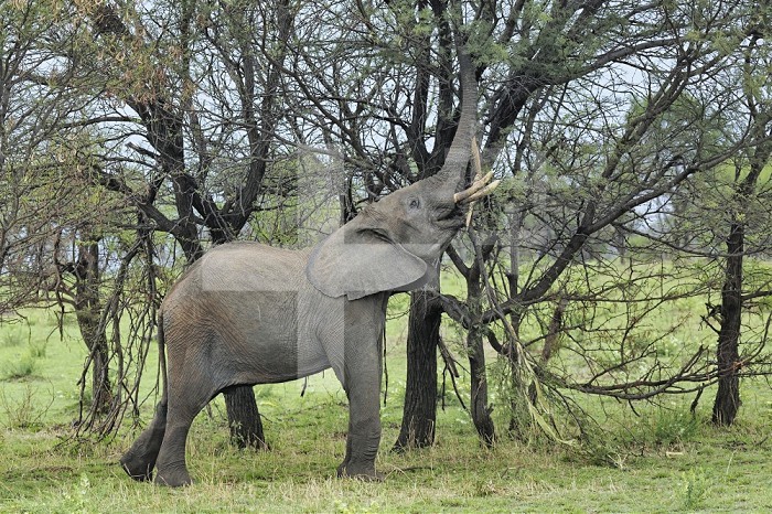 African Bush Elephant (Loxodonta africana) feeding on tree bark, Serengeti National Park, Tanzania, Africa.