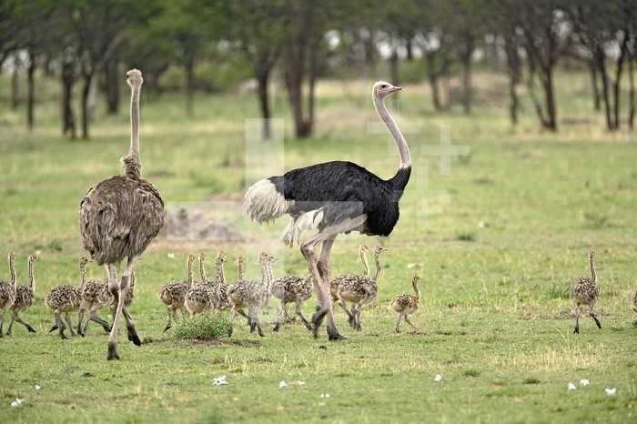 Male and female Ostrich (Struthio camelus) with flock of young, Serengeti National Park, Tanzania, Africa.