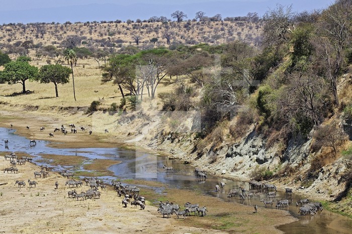 Burchell´s Zebras congregating along Tarangire River, Tarangire National Park, Tanzania, Africa