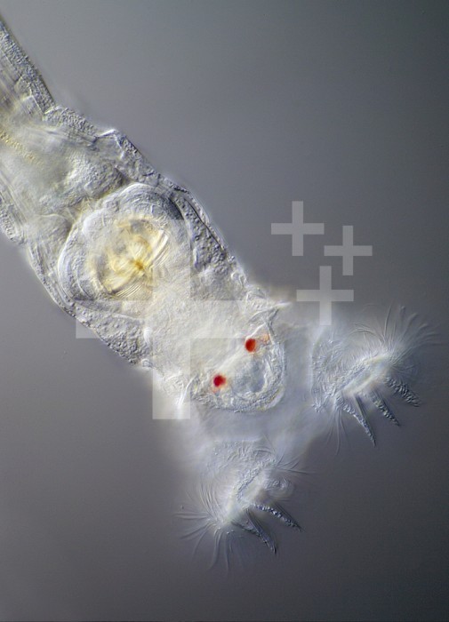Close-up of the head of a Bdelloid Rotifer (Philodina) showing the red eyespots, the ciliated corona, and the jaw -like trophi or mouthpart. DIC, LM X400