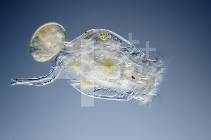 Freshwater Rotifer (Brachionus angularis) with a red eyespot, ciliated corona, and parthenogenetic eggs. DIC, LM X160