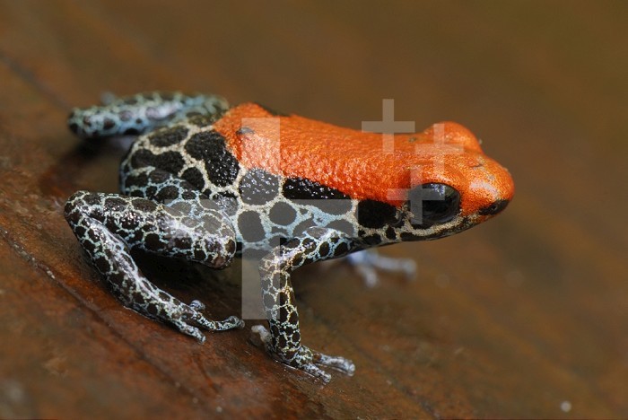 Reticulated Poison Dart Frog (Ranitomeya reticulatus), Allpahuayo Mishana National Reserve, Iquitos, Peru