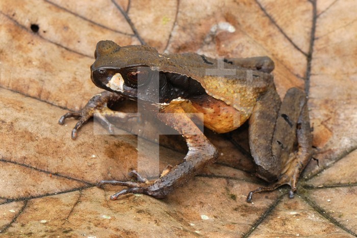 Masked Toad (Bufo haematiticus), San Cipriano Reserve, Cauca, Colombia