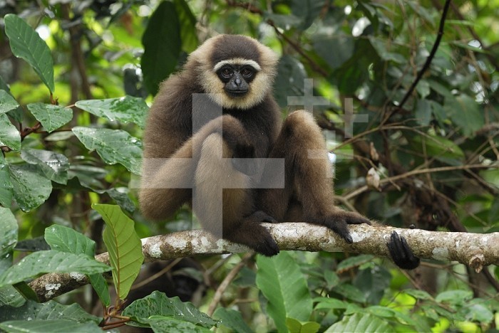 Dark-handed or Agile Gibbon (Hylobates agiles), Camp Leaky, Tanjung Puting National Park, Kalimantan, Borneo, Indonesia.