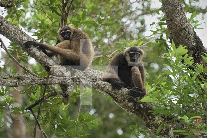 Dark-handed or Agile Gibbons (Hylobates agilis), Camp Leaky, Tanjung Puting National Park, Kalimantan, Borneo, Indonesia.