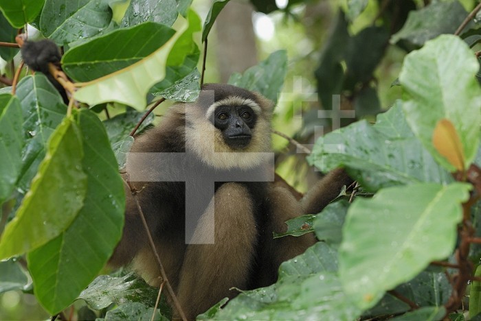 Dark-handed or Agile Gibbon (Hylobates agilis), Camp Leaky, Tanjung Puting National Park,  Kalimantan, Borneo, Indonesia.