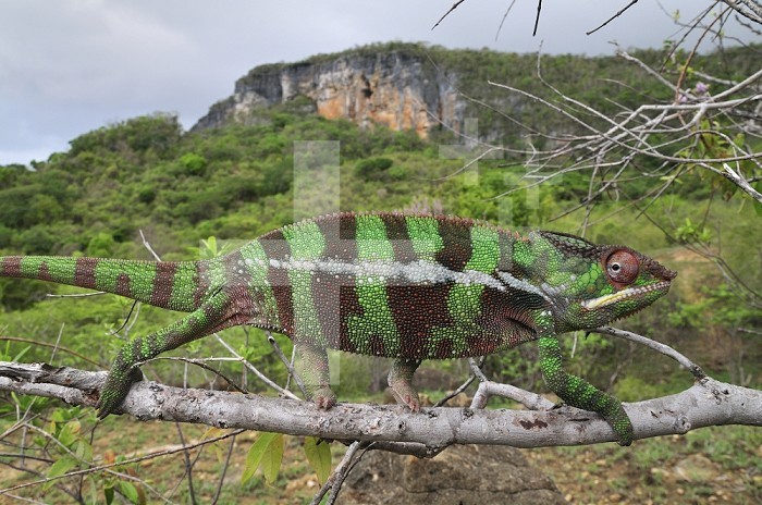 Panther Chameleon male walking along a branch (Furcifer pardalis), Montagne des Fran+uais Reserve, Antsiranana, Northern Madagascar