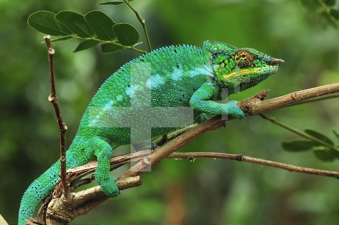Male Panther Chameleon (Furcifer pardalis), Lokobe Nature Special Reserve, Nosy Be, Northern Madagascar