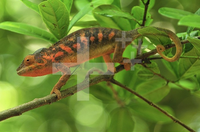 Female Panther Chameleon (Furcifer pardalis), Lokobe Nature Special Reserve, Nosy Be, Northern Madagascar
