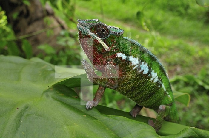 Male Panther Chameleon (Furcifer pardalis), Mananara, Eastern Madagascar