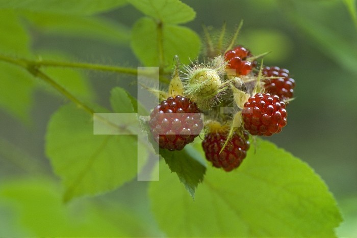 Wine Raspberry (Rubus phoenicolasius) a common bramble in the eastern and midwestern U.S.; native to Asia and considered an invasive pest in North America. Delicious fruit favored by birds, which disperse the seeds in their droppings.