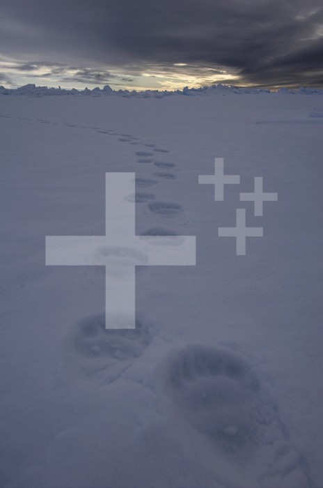 Polar Bear tracks (Ursus maritimus) footprints in the snow, Lancaster Sound, Nunavut, Canada.