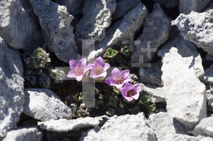 Purple Mountain Saxifrage (Saxifraga oppositifolia) in the Arctic spring are the earliest to appear.