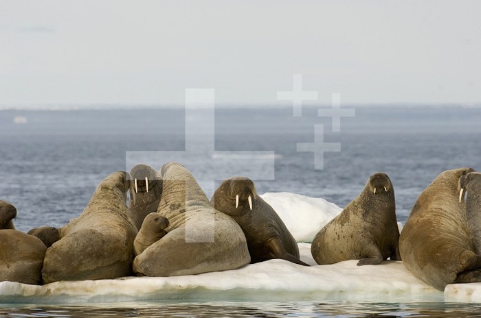 Female Walruses with pups (Odobenus rosmarus) on pack ice.