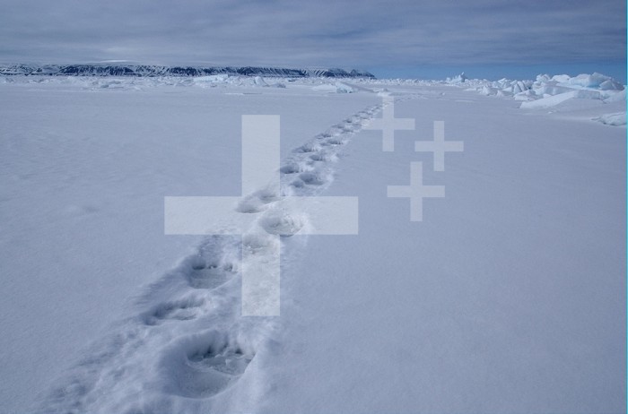 Polar Bear (Ursus maritimus) tracks in the snow.
