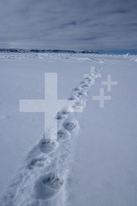 Polar Bear tracks (Ursus maritimus) in the snow.