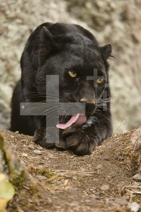 Leopard or Black Panther grooming (Panthera onca), melanistic morph, captivity.
