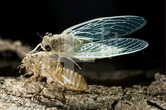 Cicada metamorphosis, Madagascar.
