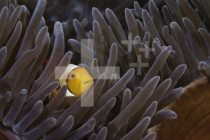 Clown Anemonefish (Amphiprion percula) in a Sea Anemone (Heteractis magnifica), Indonesia.