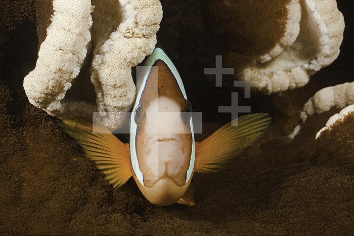 Clark´s Anemonefish (Amphiprion clarkii) and its host Sea Anemone (Stichodactyla mertensii), Komodo, Indonesia .
