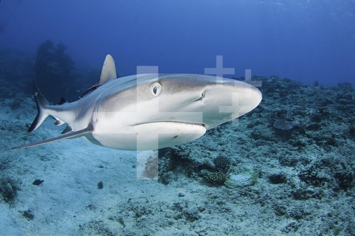 Gray Reef Shark (Carcharhinus amblyrhynchos), Mana Island, Fiji.