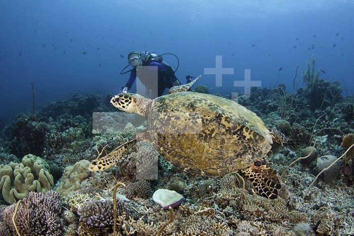 Scuba diver near an endangered Hawksbill Turtle (Eretmochelys imbricata), Tubbataha Reef, Philippines. (The diver is model released.)