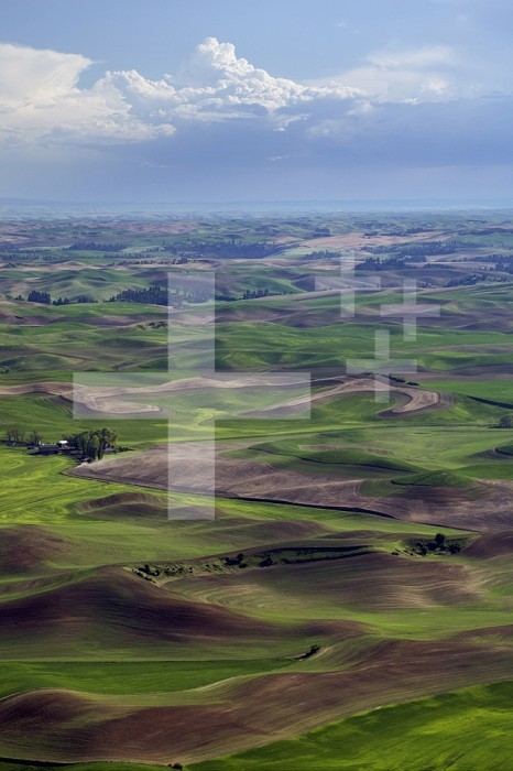 The Palouse region of Eastern Washington, North Central Idaho, and Northeastern Oregon, USA is a major wheat-producing agricultural area.