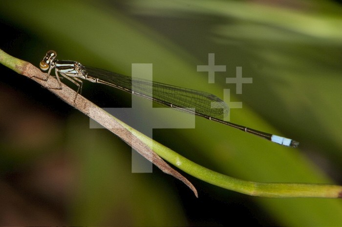 Male Damselfly (Pseudagrion hageni), South Africa.