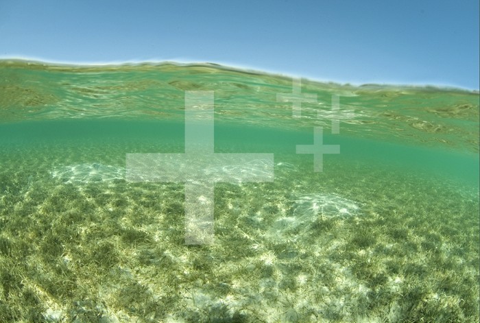 The Seagrass habitat in shallow water is an important environment for Sea Turtles, Dugongs, and many species of fish in the Red Sea, Egypt