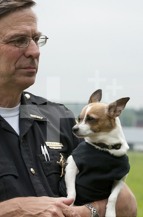 Midge is a certified police drug sniffer dog for the Geauga County, Ohio Police Department, USA and is the Guinness World record holder for the world´s smallest police dog, weighing under 4 kg.  She is a three and a half year old Chihuahua/Rat Terrier cross and is trained to uncover stashes of marijuana, cocaine, heroin, methamphetamine, and their derivatives. She is being held by her Sheriff handler.