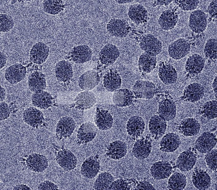 Bacteriophage 29 is a double-stranded DNA virus that infects Bacillus subtilis Bacteria. This virus is highly studied because of its mechanism of loading DNA and later injecting it into its bacterial host. This is a tailed phage and when the tail comes in contact with its host it injects the DNA like a syringe. This transmission electron micrograph (TEM) was taken of the virus frozen in a very thin layer of buffer.