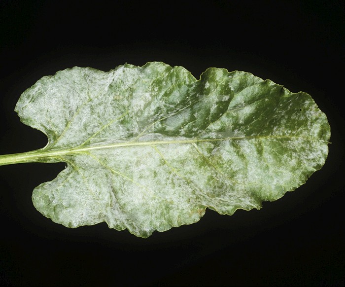 Powdery Mildew (Erysiphe betae) infection on a Sugar Beet leaf