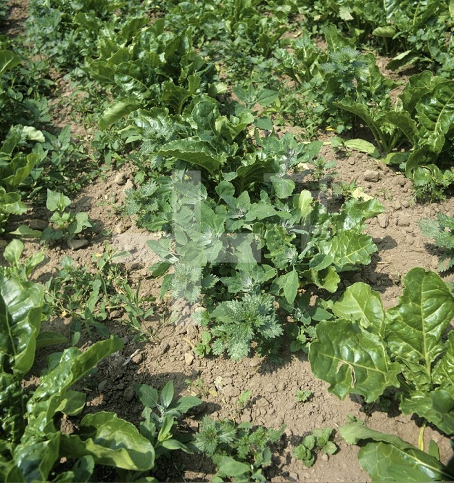 Various broad leaved weeds in rows of a young Sugar Beet crop, England