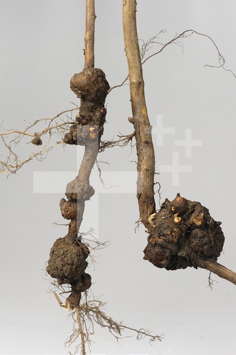 Crown Galls (Agrobacterium radiobacter) Raspberry roots