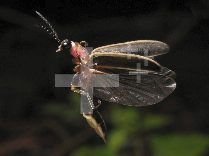 Firefly flying, showing the elytra lifted off the flight wings (Photinus pyralis), Coleoptera, Eastern USA.