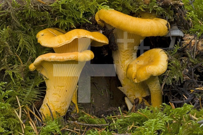 Chanterelle Mushrooms (Cantharellus cibarius),  Oregon, USA